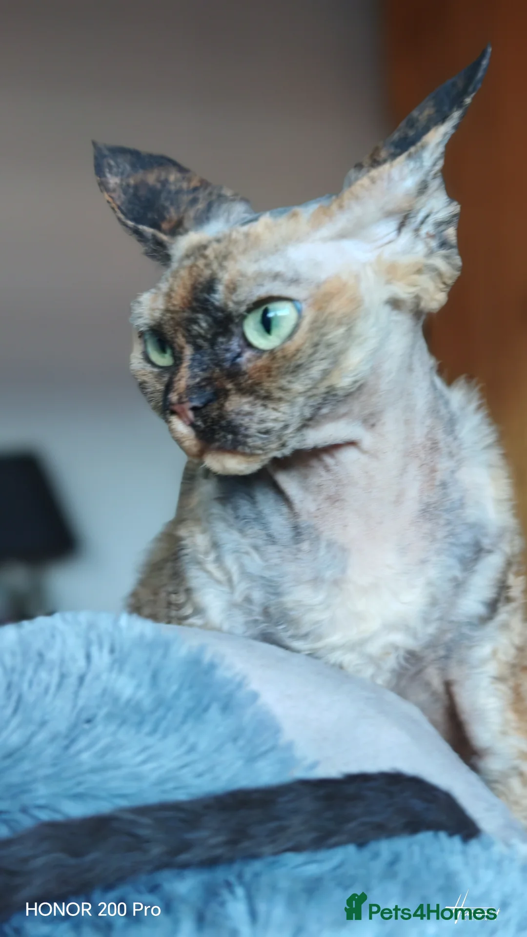 Devon Rex cats for adoption: Beautiful Devon Rex  - Advert 1