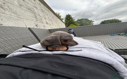 Dachshund dogs for sale: Miniature dachshunds ready now 💗 - Image 40