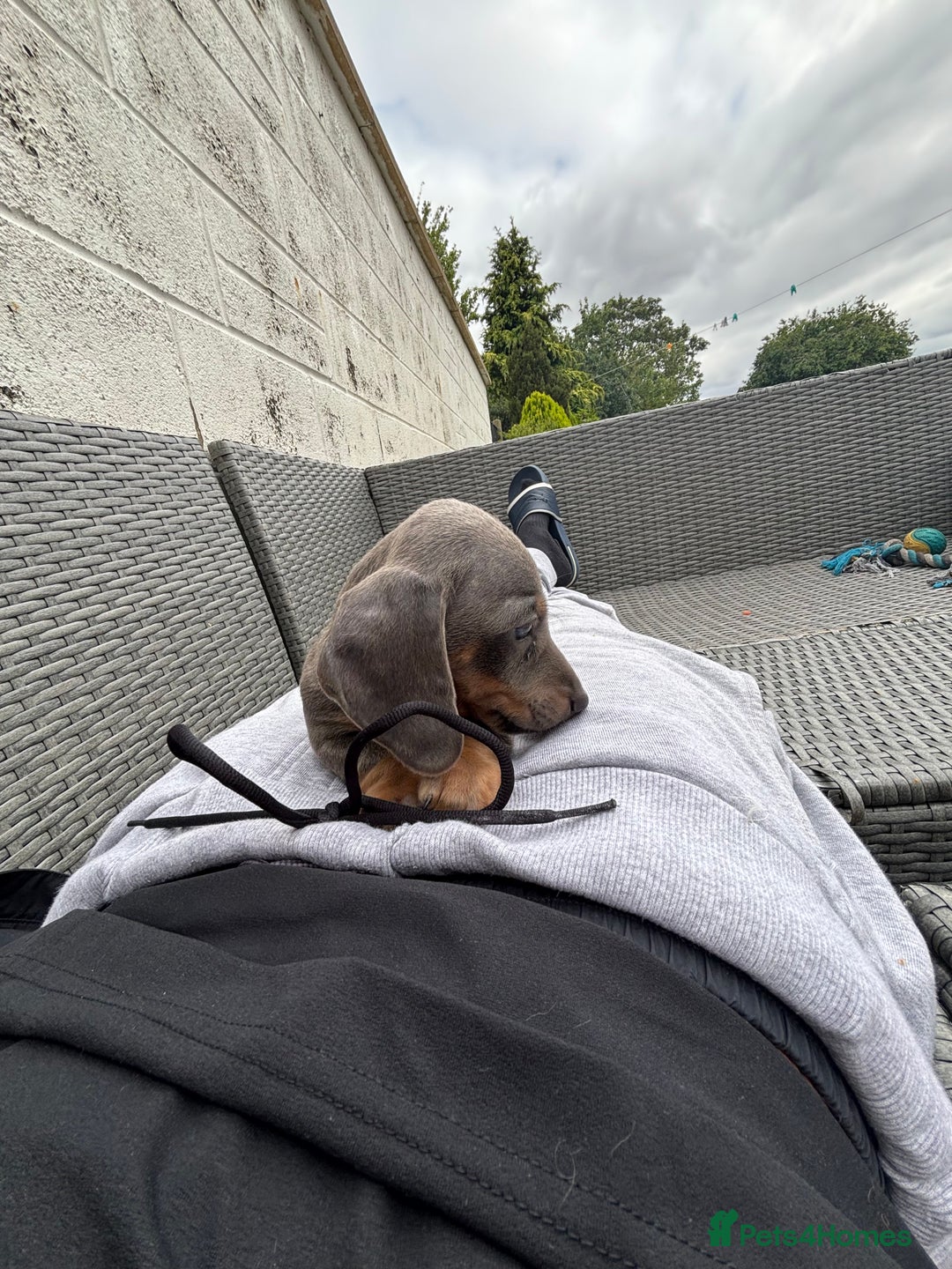 Dachshund dogs for sale: Miniature dachshunds ready now 💗 - Image 40