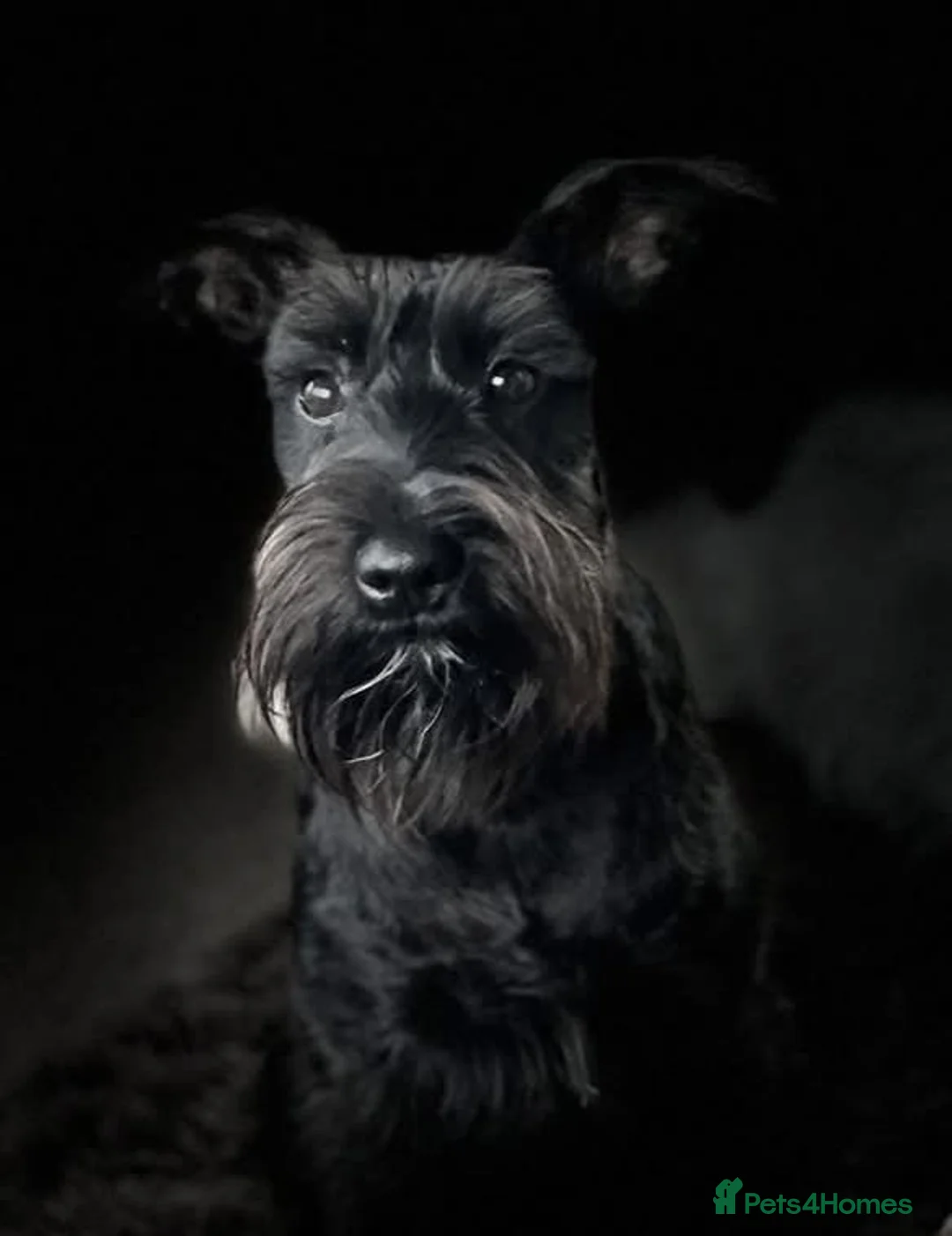 Miniature Schnauzer dogs for sale: Stunning Miniature Schnauzers - Advert 2
