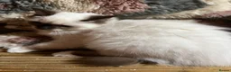 Ragdoll cats for sale: Tica purebred ragdoll kittens  - Advert 8