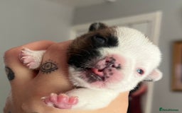 French Bulldog dogs for sale: Red pied female  - Image 12