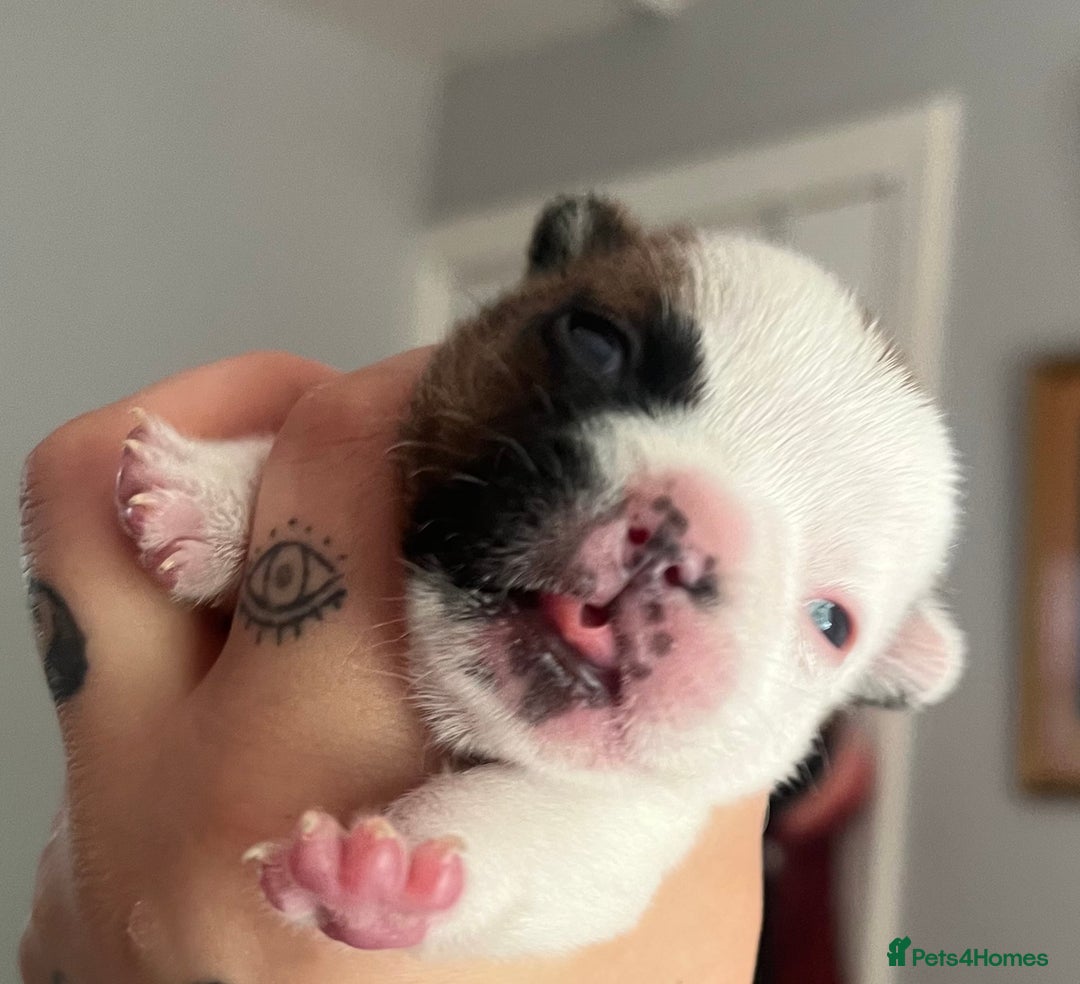 French Bulldog dogs for sale: Red pied female  - Image 12