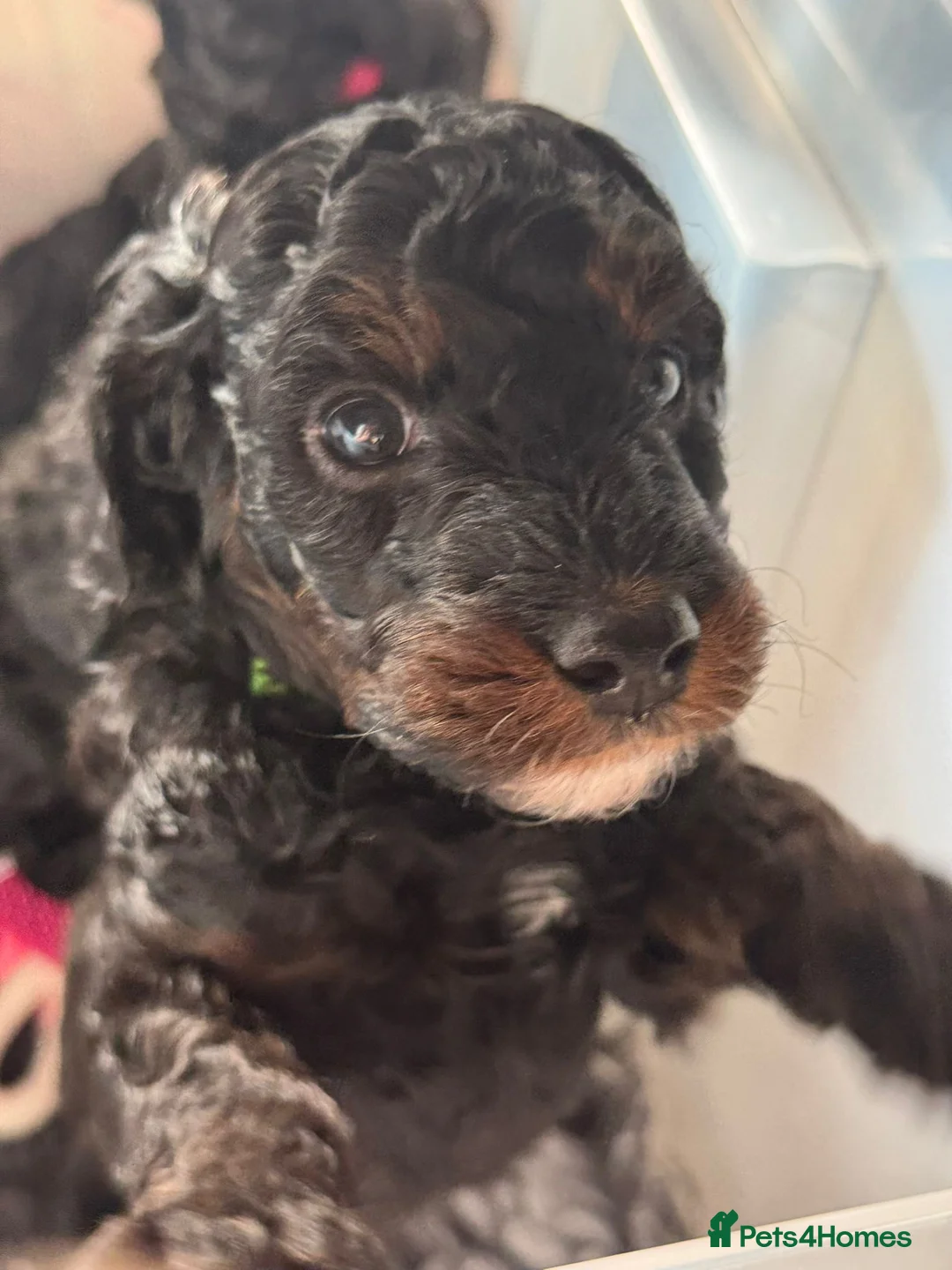 Cockapoo dogs for sale:  READY NOW!! 💙🐶💙2 boys Amazing F1b Cockapoos  - Advert 11