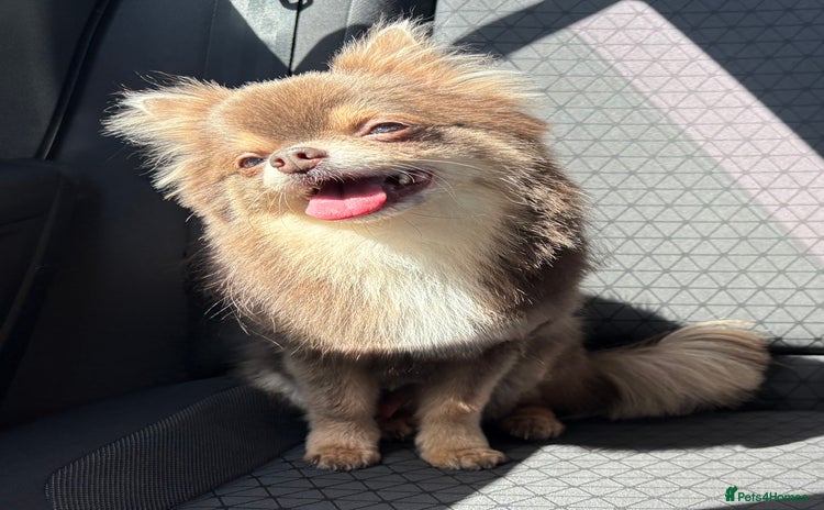 Chihuahua dogs in Washington - Advert 19