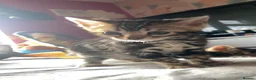 Bengal cats for sale: Gorgeous Bengal Kittens  - Advert 3