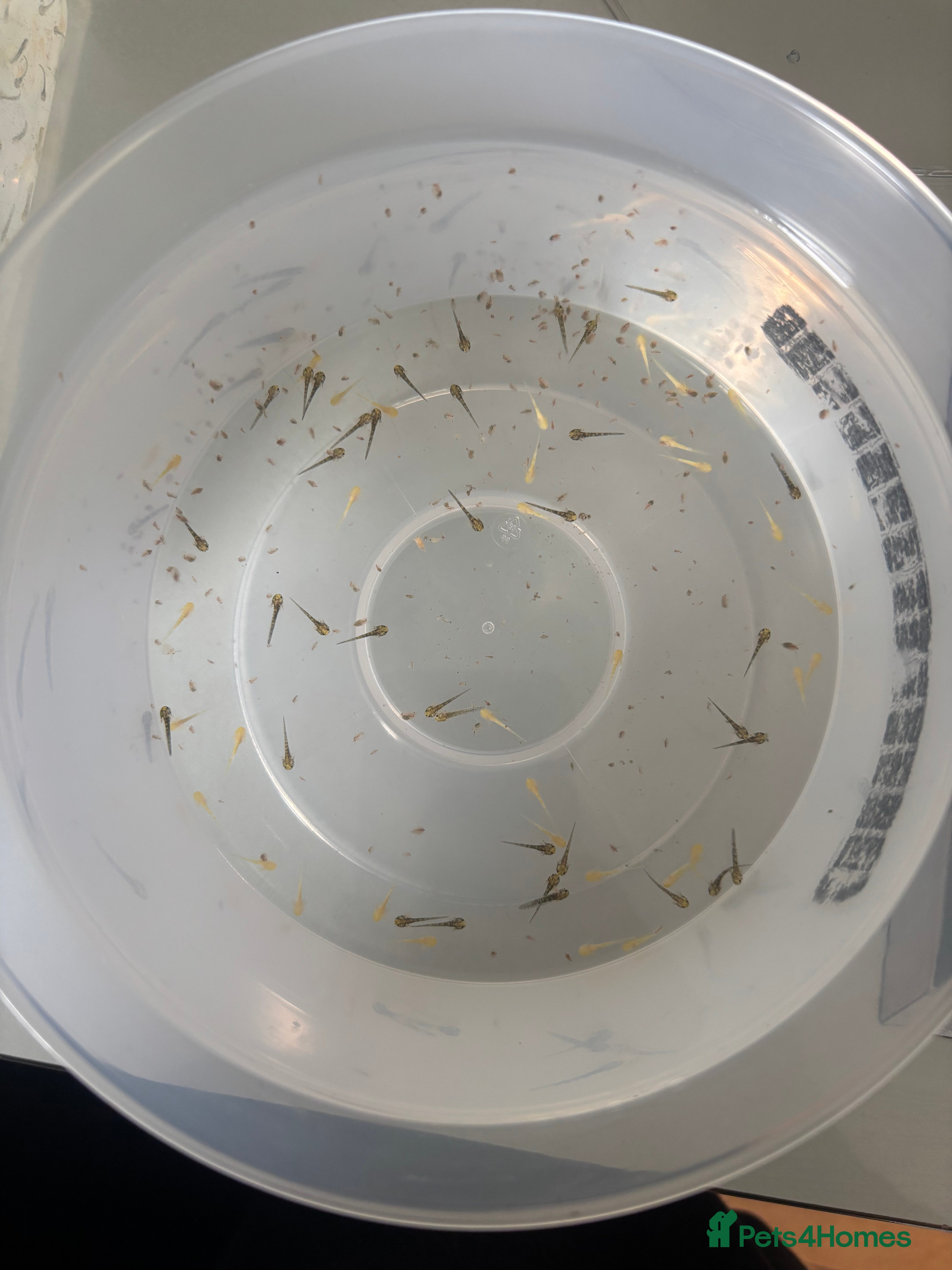 Axolotl reptiles Baby axolotls - Advert 1