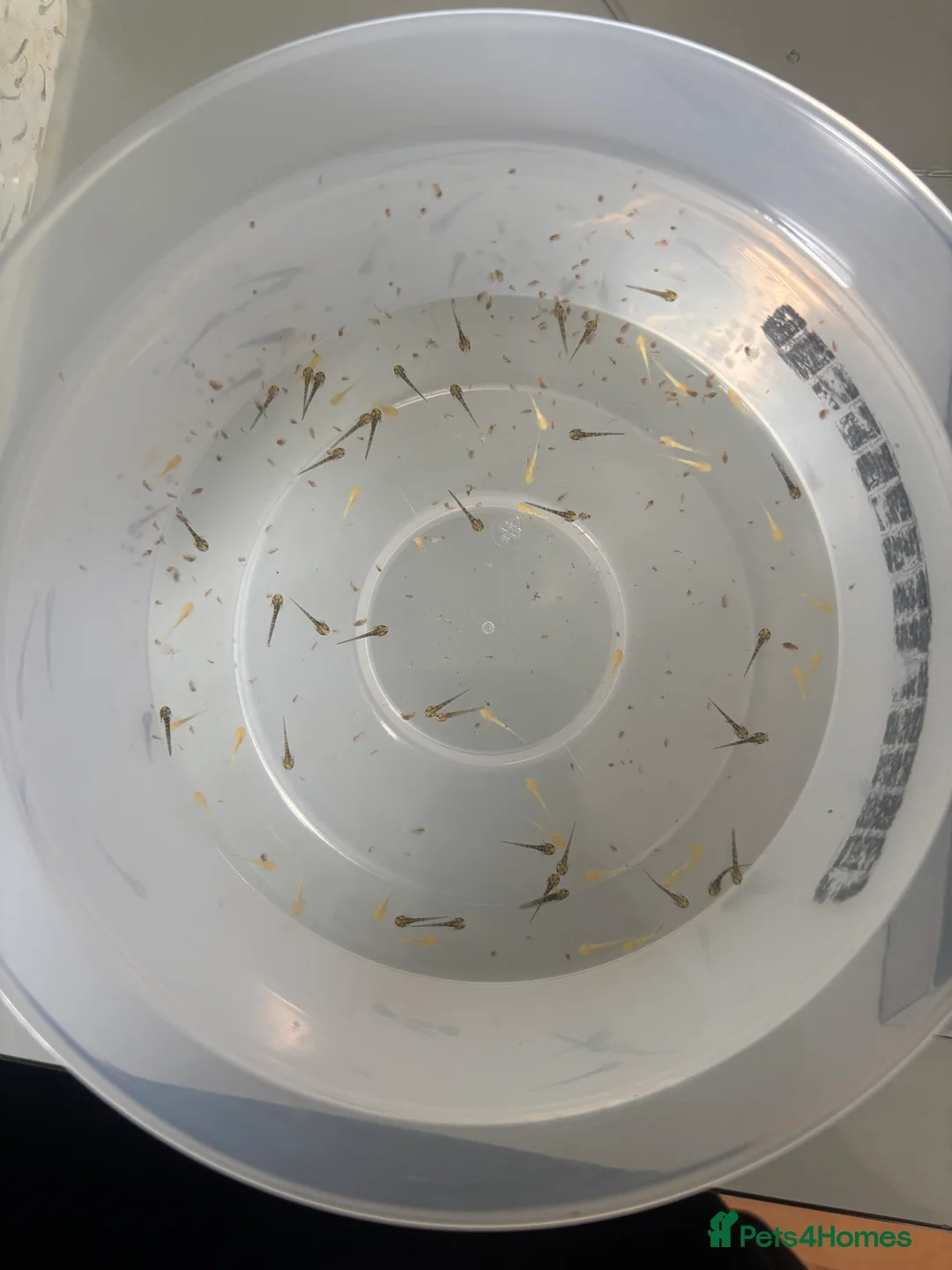 Axolotl reptiles for sale: Baby axolotls - Advert 1