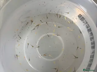 Axolotl reptiles Baby axolotls - Advert 1