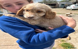 Cavapoo dogs for sale: Beautiful Cavapoo Puppies  - Image 15