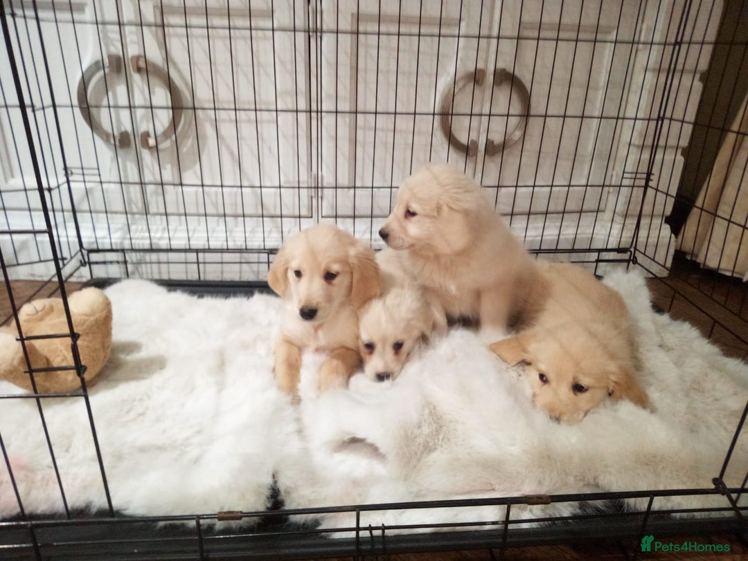 Golden Retriever dogs for sale: KC registered golden retrievers for sale  - Advert 10
