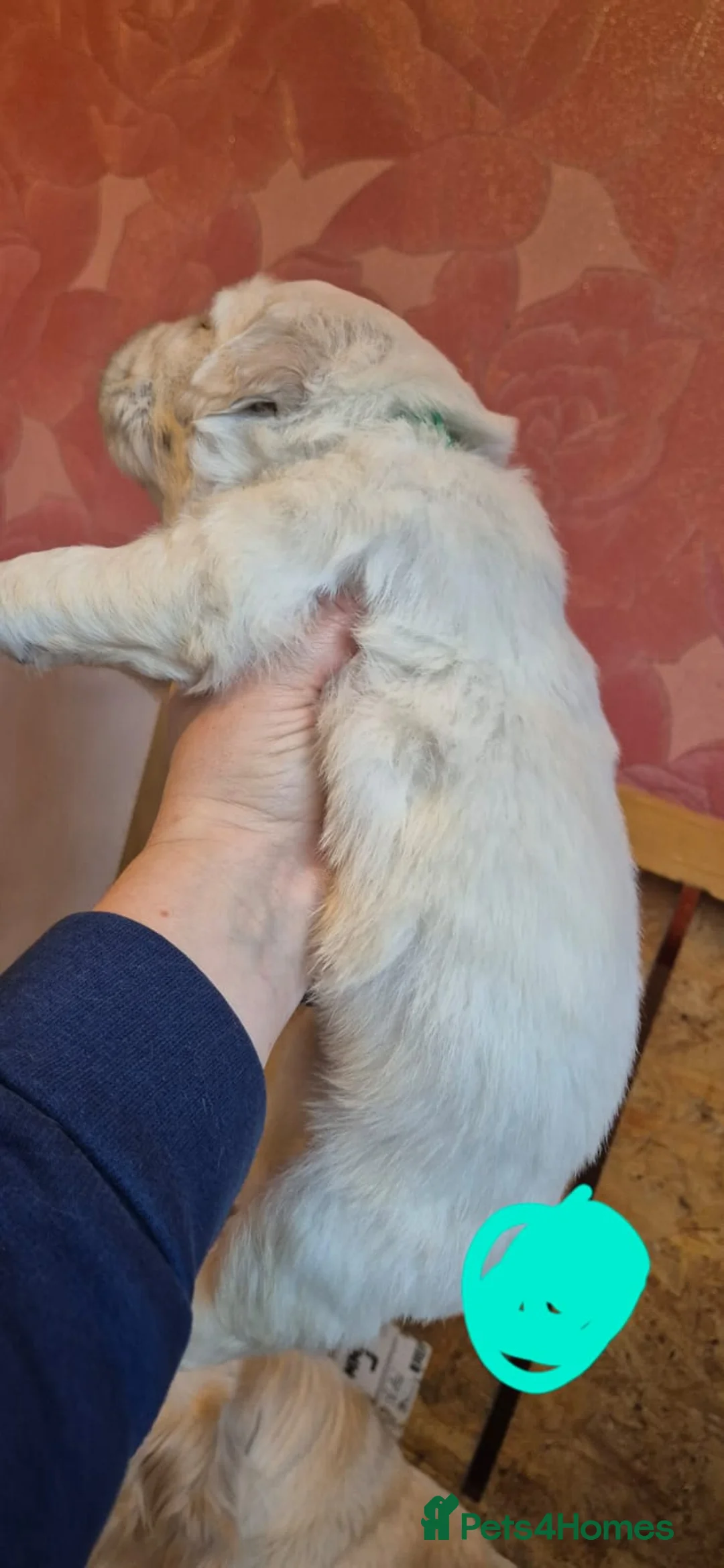 Golden Retriever dogs for sale: KC Registered Golden Retriever Glasgow  - Advert 16