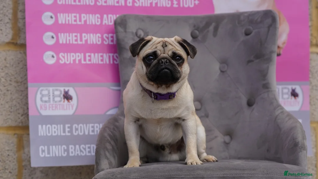 Pug dogs for stud: Standard fawn small pug for stud in Harpenden - Advert 6