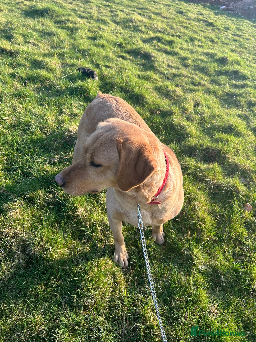 Labrador Retriever dogs for sale: Beautiful Labrador Retriever Simba  - Advert 6