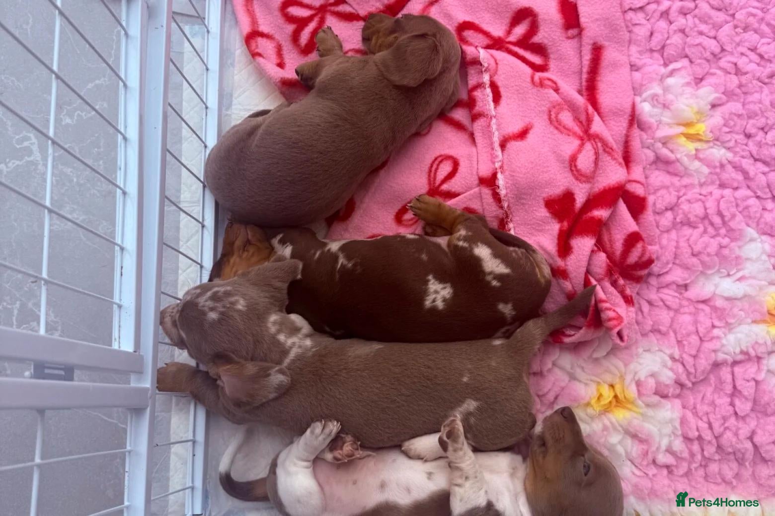 Miniature Dachshund dogs STUNNING MINIATURE DACHSHUND PUPPIES FOR SALE - Advert 1