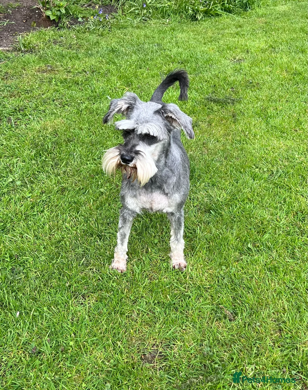 Miniature Schnauzer dogs for sale: POSY  - Advert 2