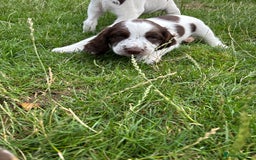 English Springer Spaniel dogs for sale: KENNEL CLUB Pedigree Springer Spaniel Puppies - Image 5