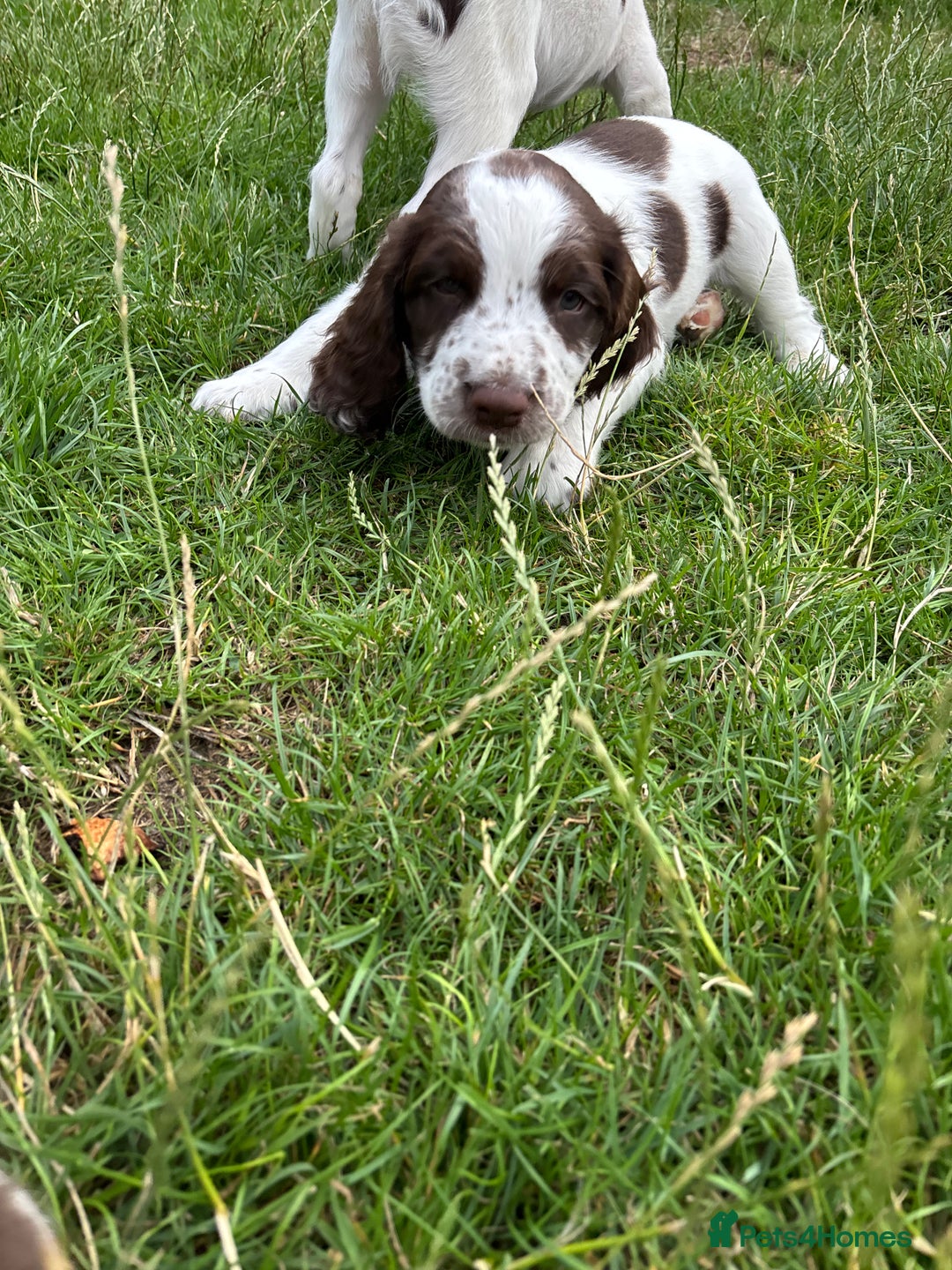 English Springer Spaniel dogs for sale: KENNEL CLUB Pedigree Springer Spaniel Puppies - Image 5
