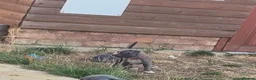 Staffordshire Bull Terrier dogs for sale: Blue Staffordshire bull terrier puppies 🐶🐕🐾 - Advert 6