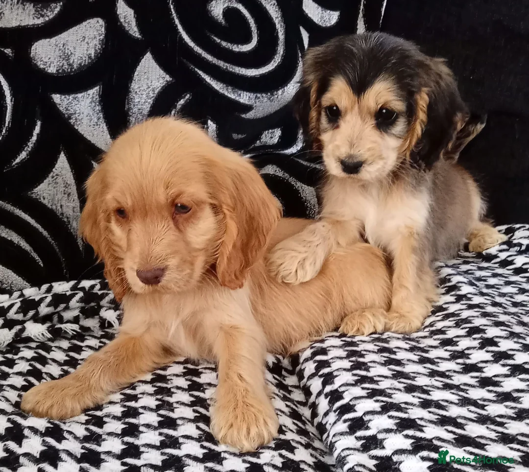 Cocker Spaniel dogs for sale:  Show Cockers girls Both Vaccinations done  - Advert 1