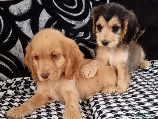 Cocker Spaniel dogs Show Cockers girls Both Vaccinations done - Advert 1