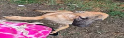 Mixed Breed dogs for adoption: Pixie - North Walsham Norfolk in North Walsham - Advert 5