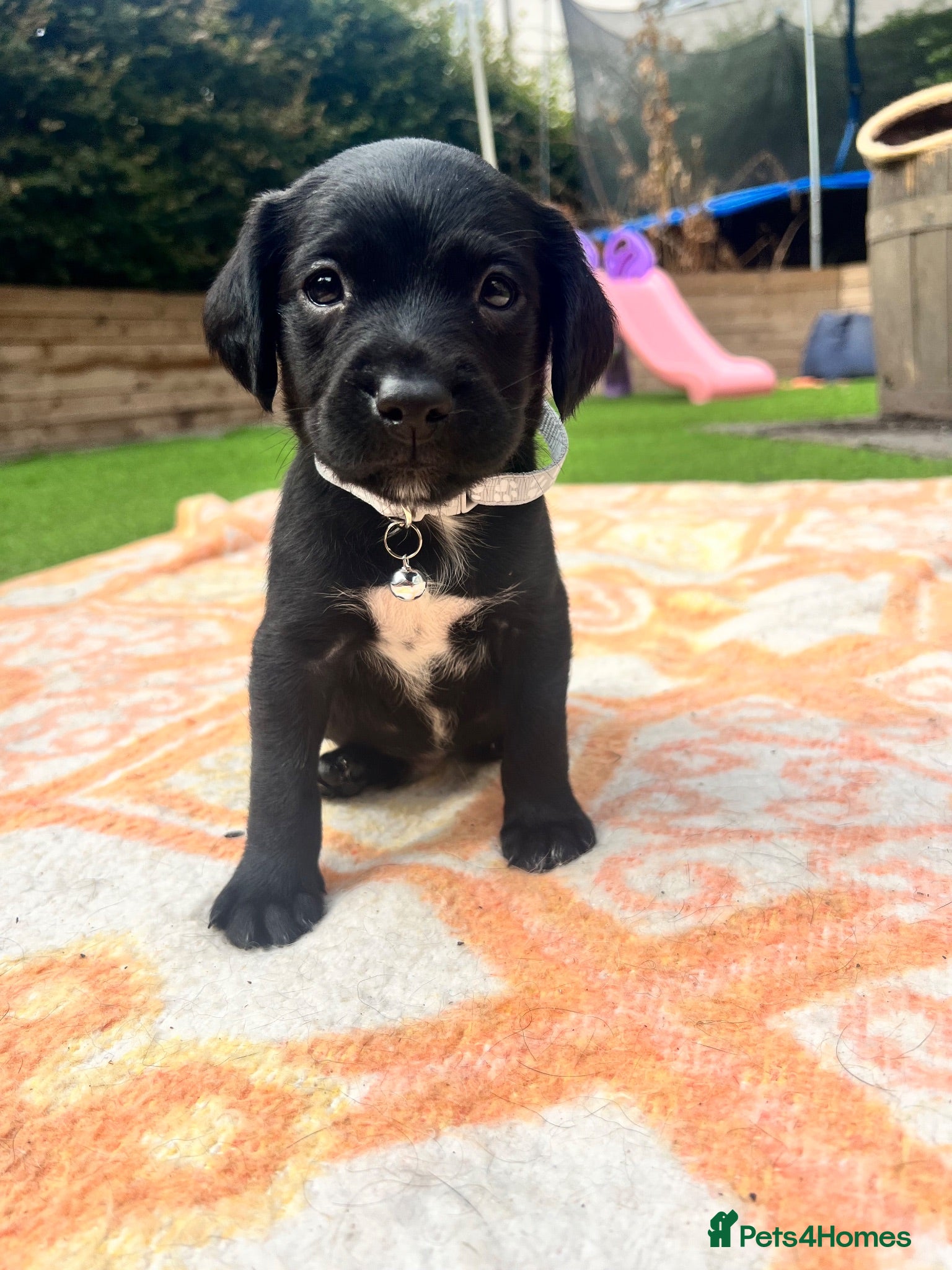 Springador dogs Beautiful Springador Puppies 🐾 - Advert 1
