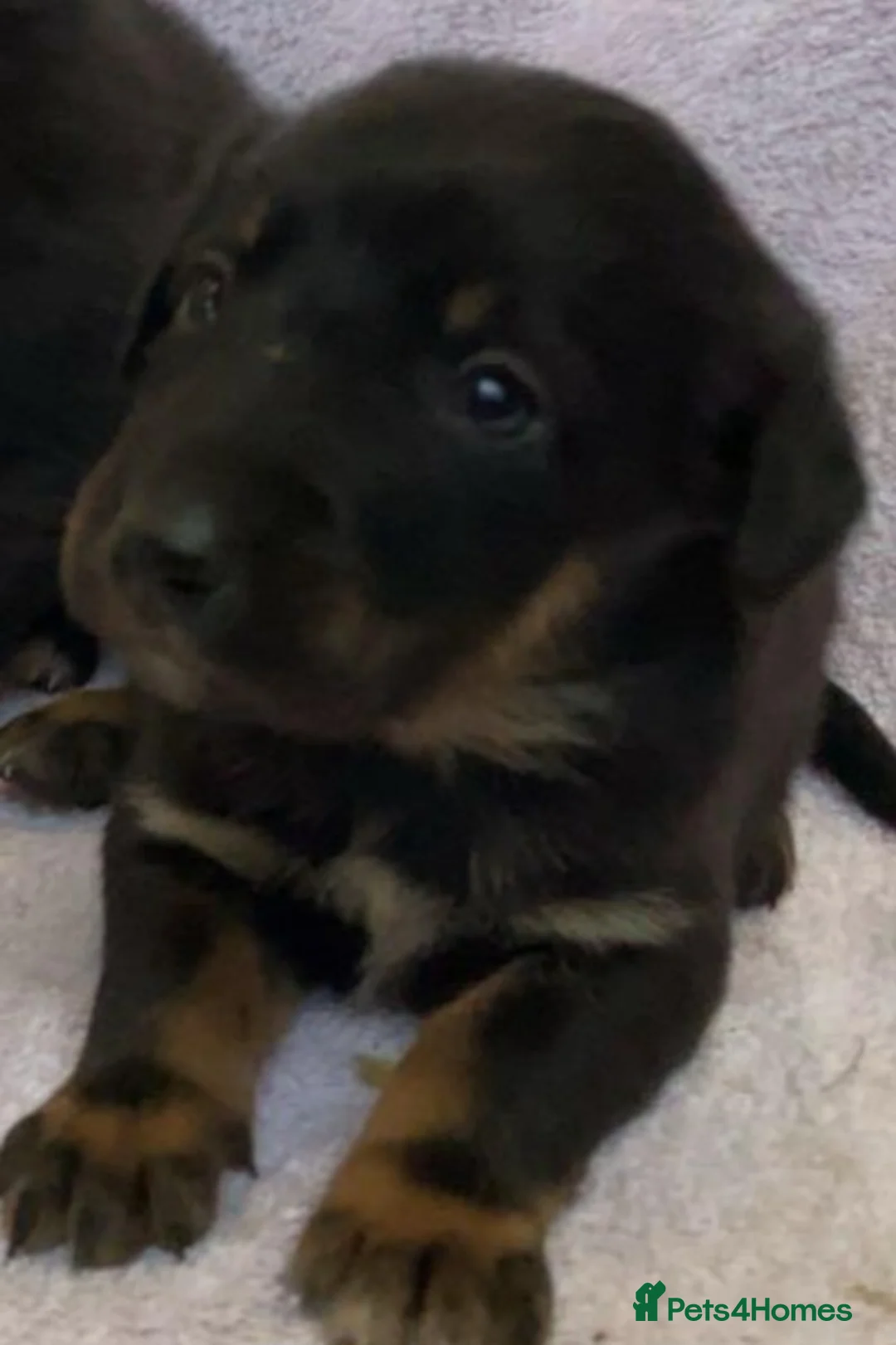 Mixed Breed dogs for sale: Huntaway - Advert 5