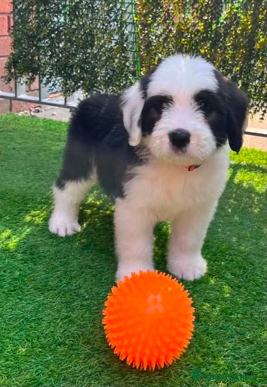 Old English Sheepdog dogs Old English x St Bernard SCOTLAND - Advert 2