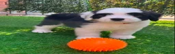 Old English Sheepdog dogs for sale: Old English x St Bernard SCOTLAND - Advert 6
