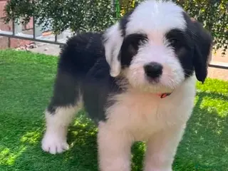 Old English Sheepdog dogs Old English x St Bernard SCOTLAND - Advert 2
