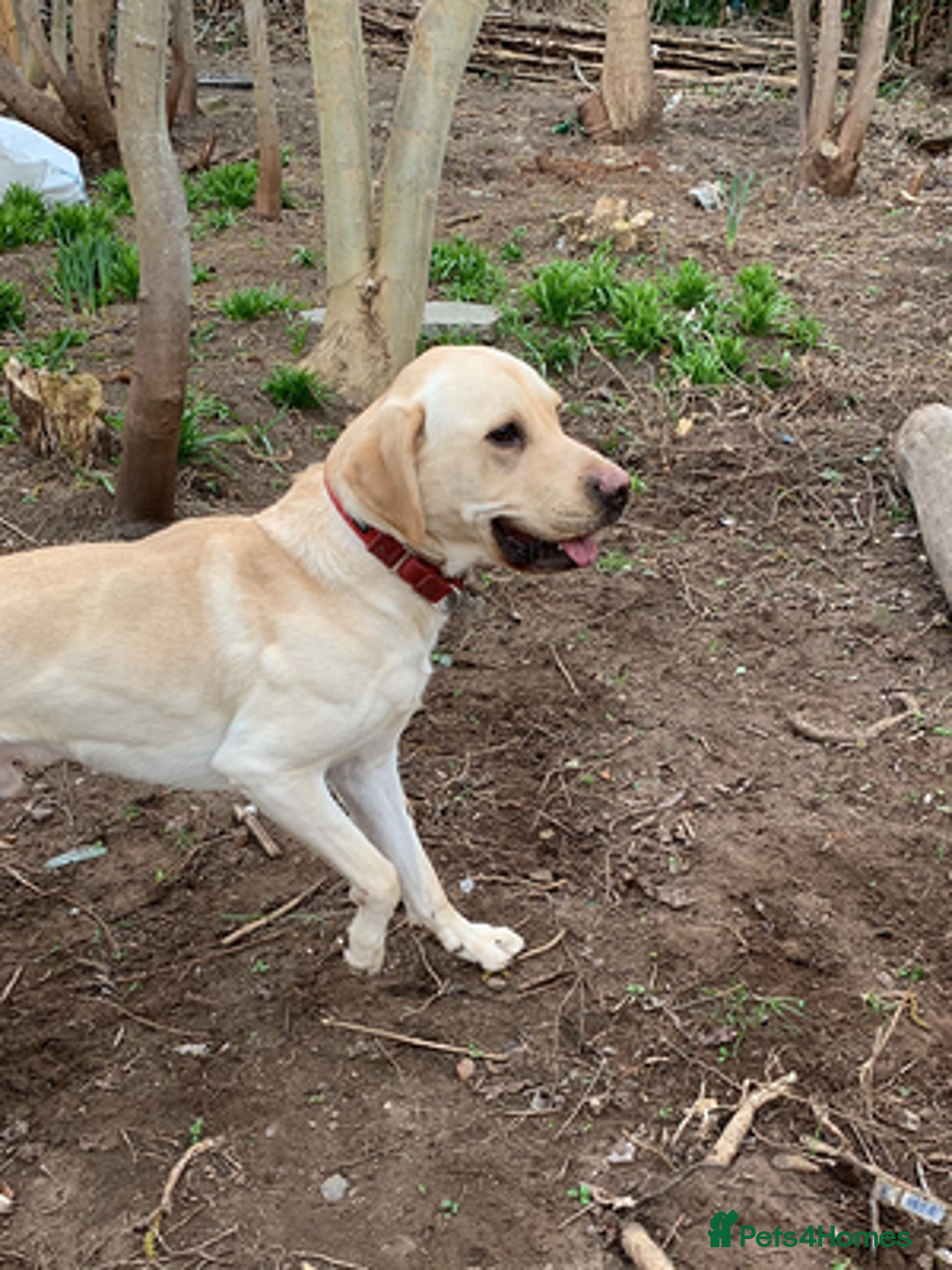 Labrador Retriever dogs for sale: happy Labrador retriever girl - Advert 1