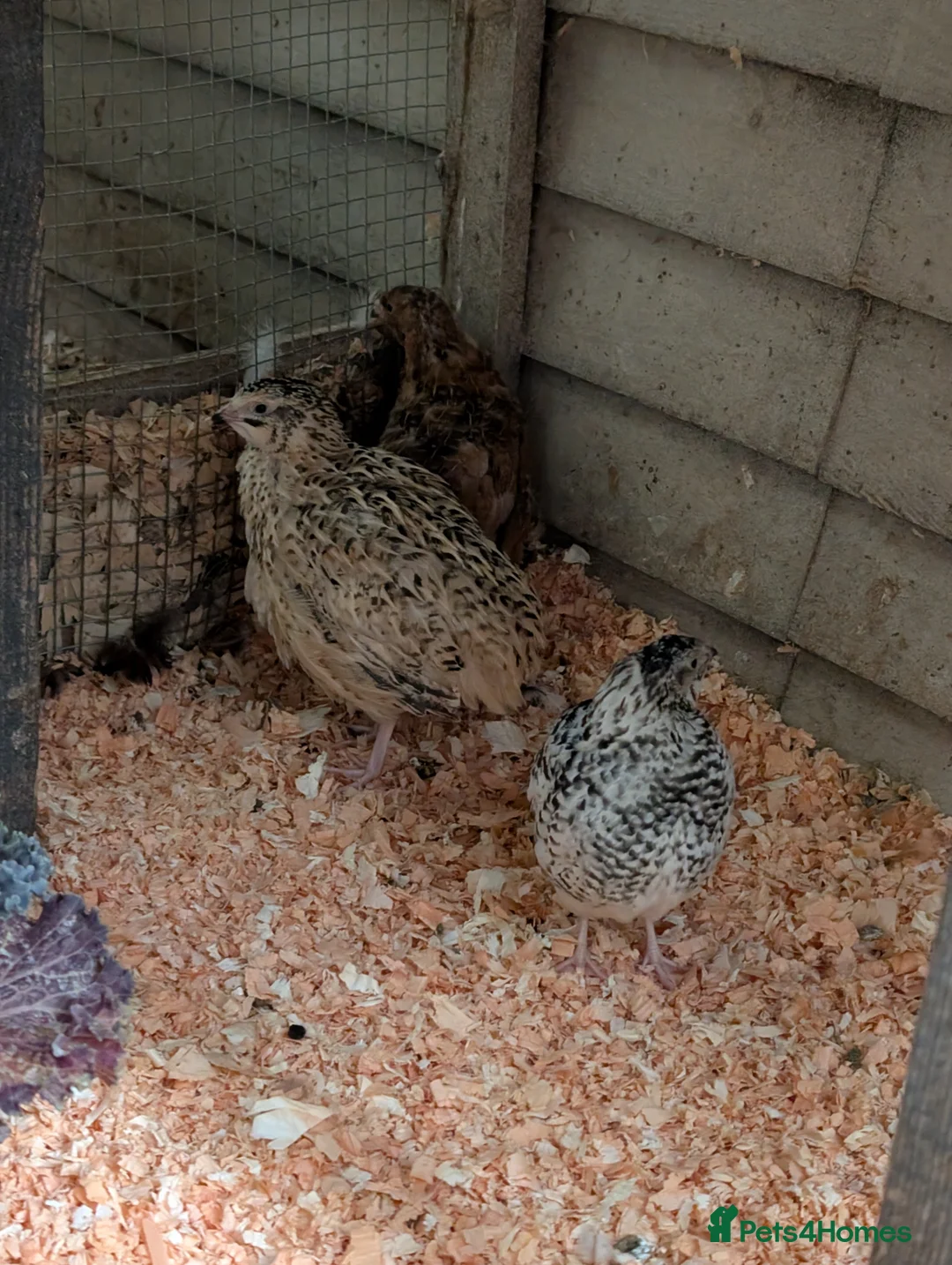 Quail poultry for sale: Mixed Coturnix Quail, Eggs, Chicks + Adults  in Addlestone - Advert 9