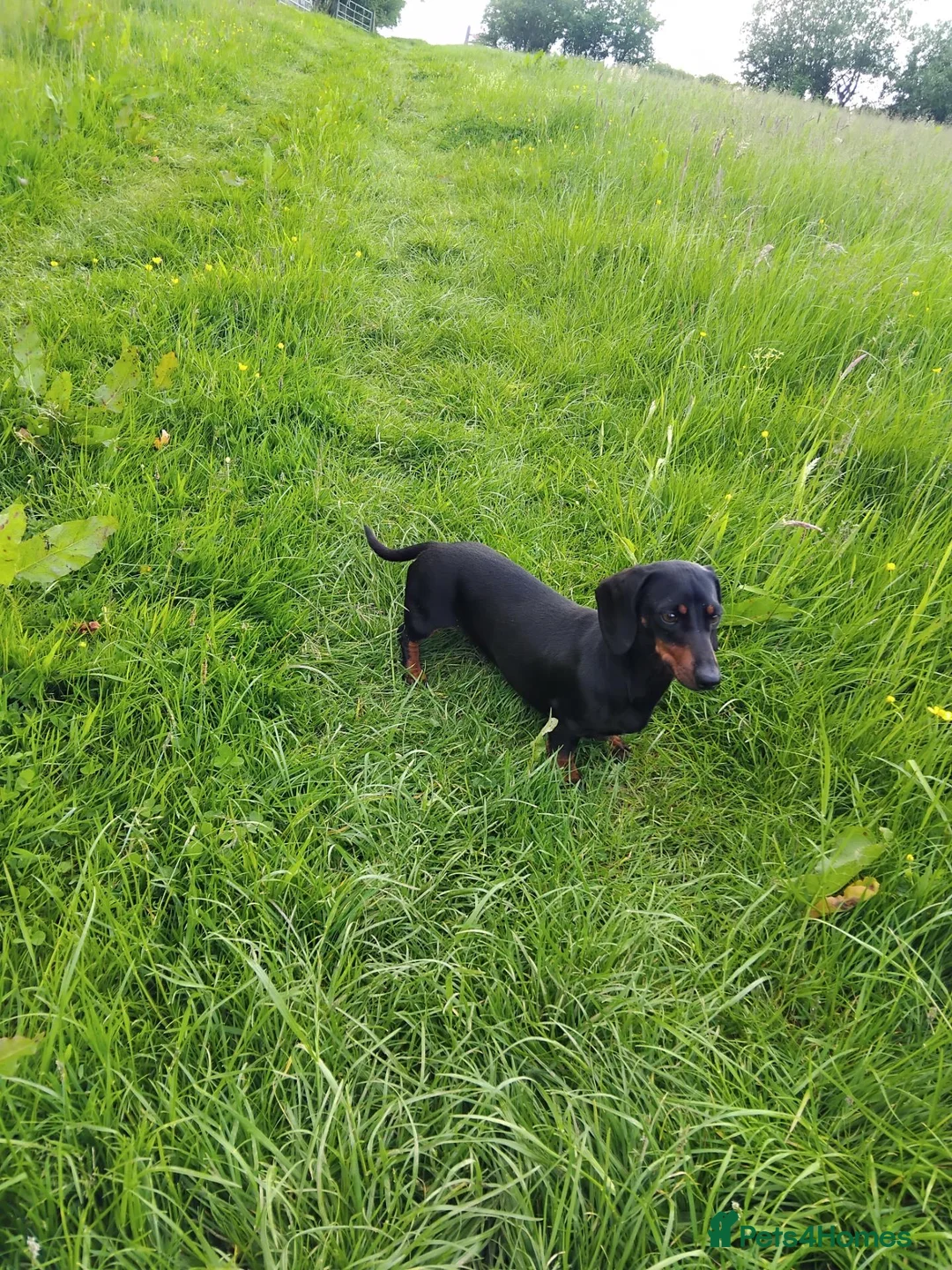 Miniature Dachshund dogs for sale: Kc registered chocolate and tan boy  - Advert 2