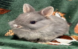 Netherland Dwarf rabbits for sale: Beautiful Blue Split, BEW and unusual Netherlands - Image 3