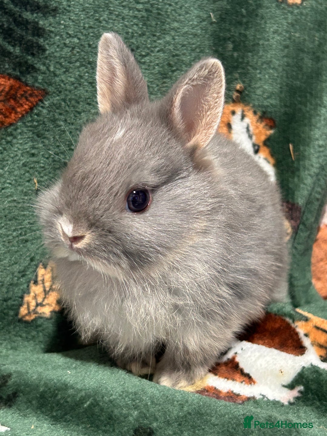 Netherland Dwarf rabbits for sale: Beautiful Blue Split, BEW and unusual Netherlands - Image 3