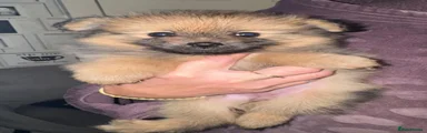 Pomeranian 2