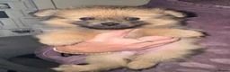 Pomeranian dogs for sale: Pomeranian puppies  - Advert 3