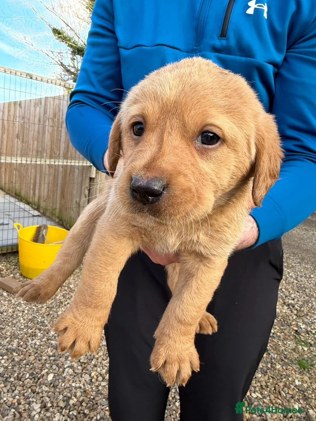 Labrador Retriever dogs for sale: 8 beautiful Labrador puppies for sale  in Bury Saint Edmunds - Advert 17