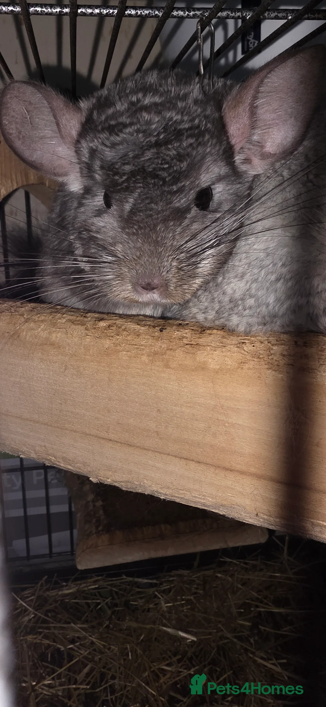 Chinchilla rodents for sale: Pair of male bonded chinchillas  - Advert 4