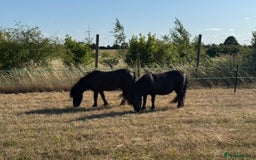 Shetland pony horses for sale: Shetland pony pair - mare & gelding - Advert 2