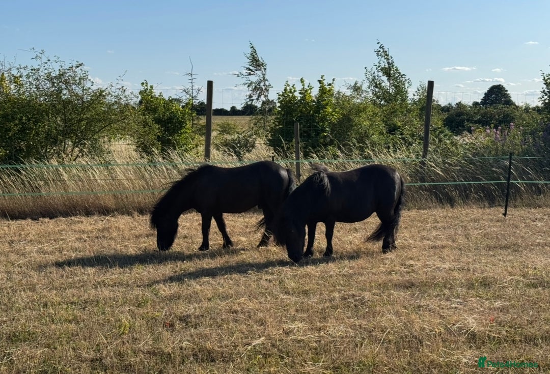 Shetland pony horses for sale: Shetland pony pair - mare & gelding - Advert 2