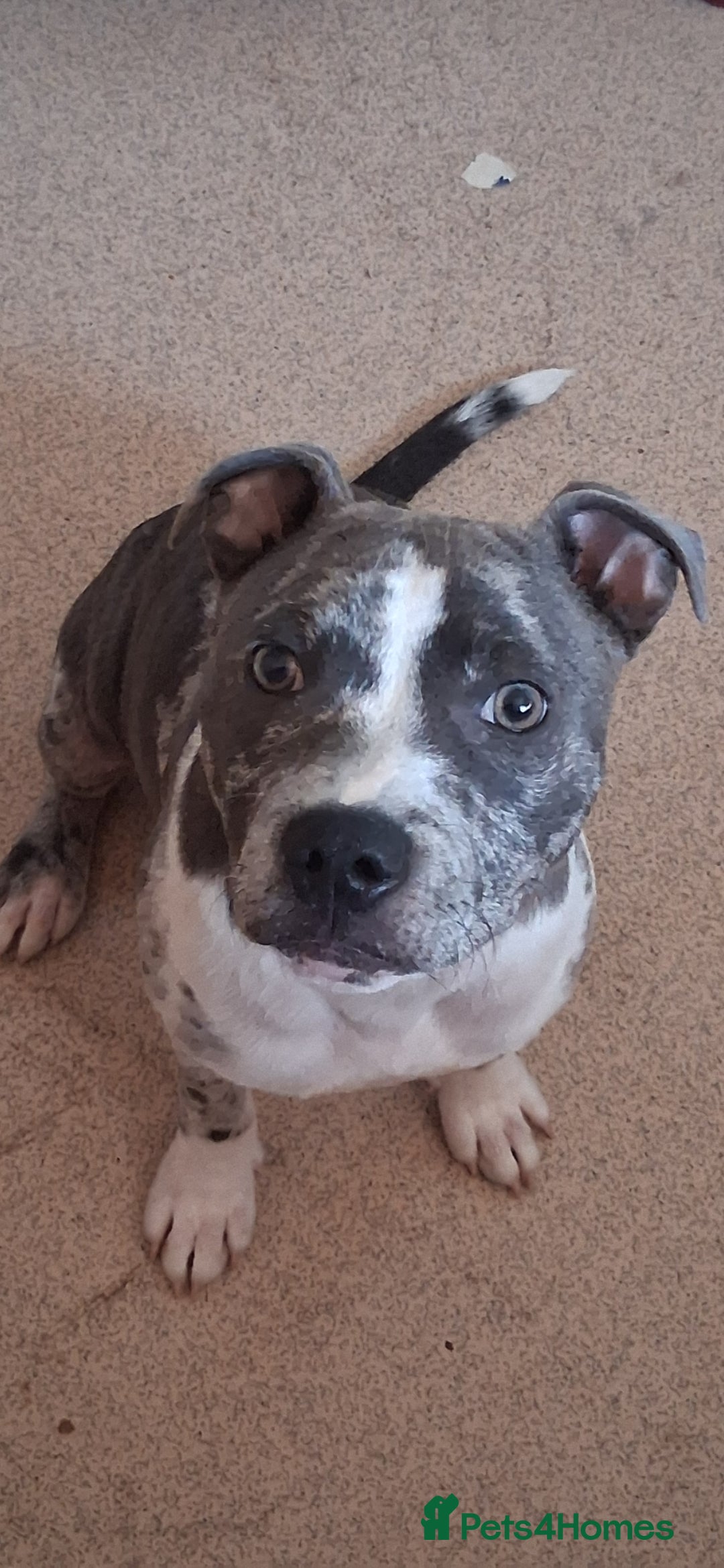 Staffordshire Bull Terrier dogs Beautiful blue merl - Advert 13