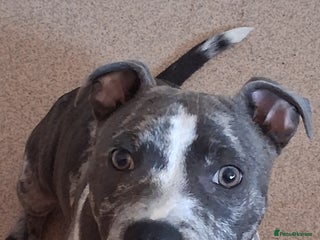 Staffordshire Bull Terrier dogs - Advert 36