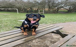 Rottweiler dogs for sale: 1 yr old Rottweiler - Image 3