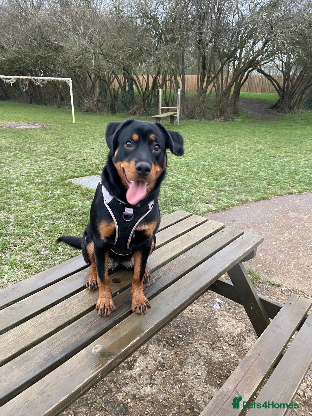 Rottweiler dogs for sale: 1 yr old Rottweiler - Image 3