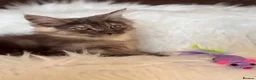 Maine Coon cats for sale: Maine coon kittens fluffy cuddly kittens - Advert 13