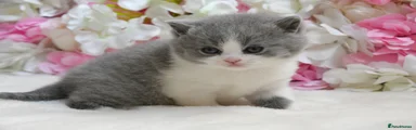 British Shorthair Kitten 1