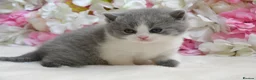 British Shorthair cats for sale: Beautiful British Shorthair boys  - Advert 9