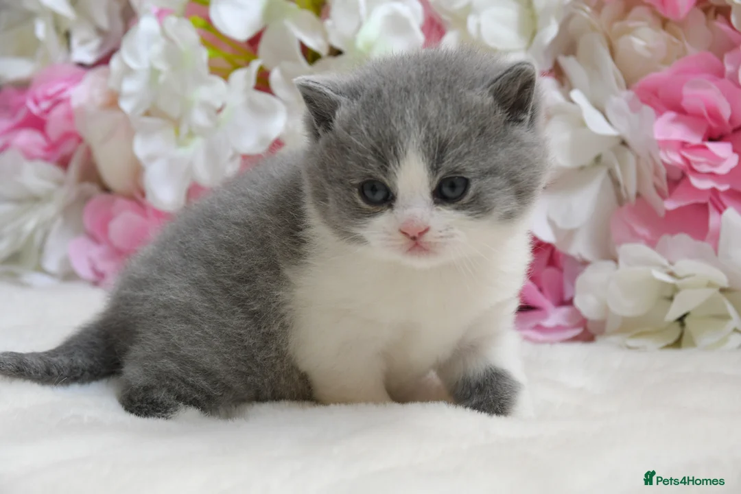 British Shorthair cats for sale: Beautiful British Shorthair boys  - Advert 9